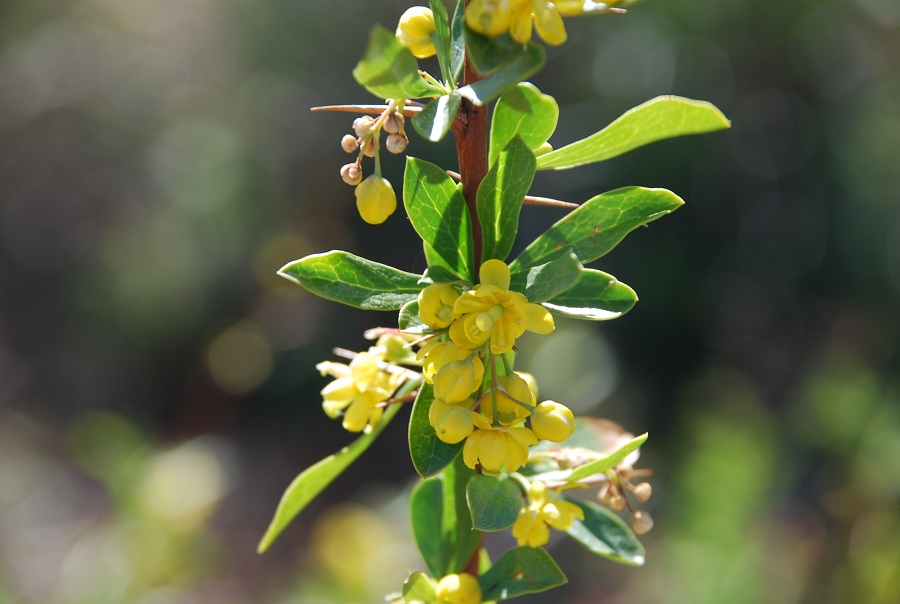 DSC_0960 Berberis libanotica